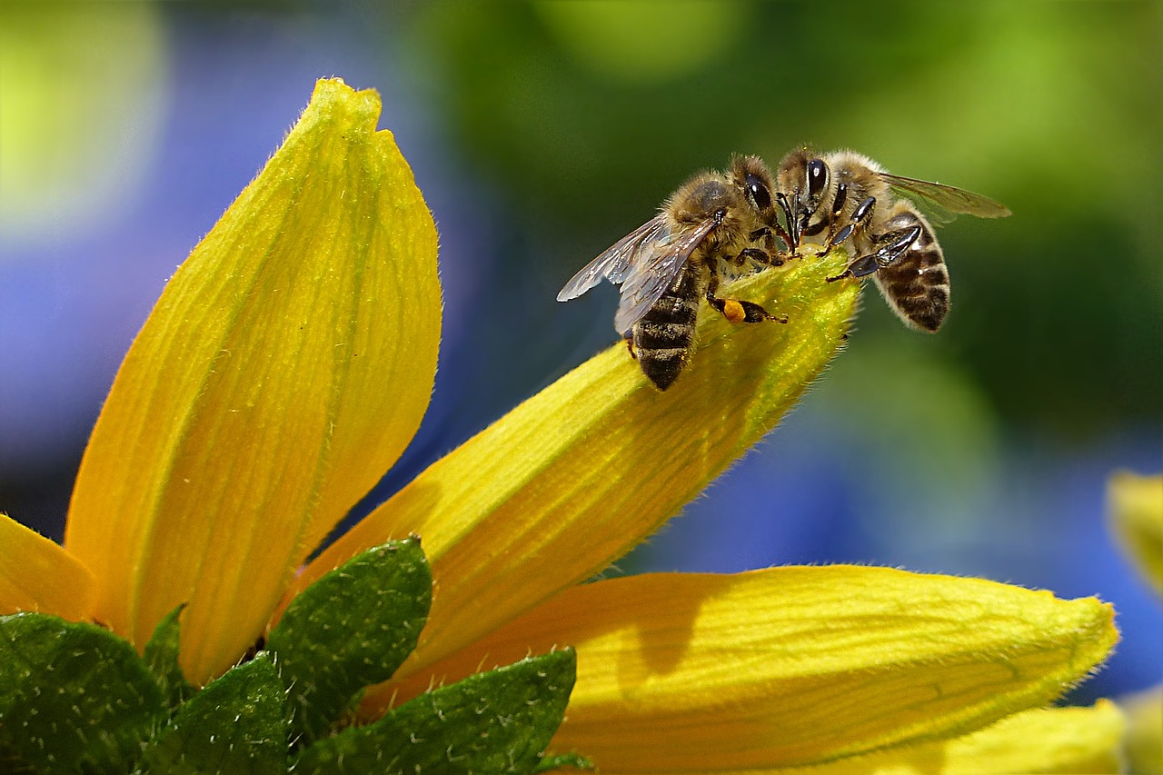 Geschichten von Bienenzauber und Honigträumen